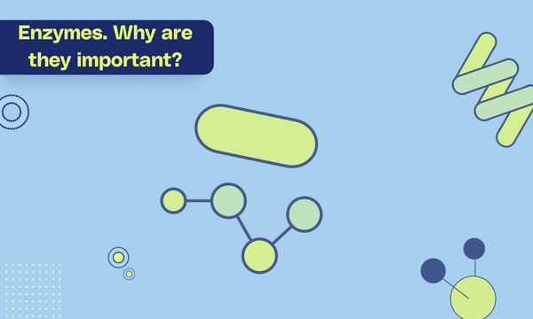 Enzymes. Why are they important?